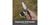 Sencut Glenspar Folding Knife - black Shredded G10 handle with ergonomic design